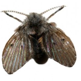 moth