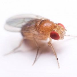 Identifier une mouche des fruits