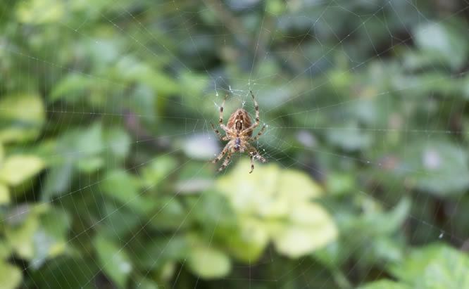 How To Id Spiders By Their Webs