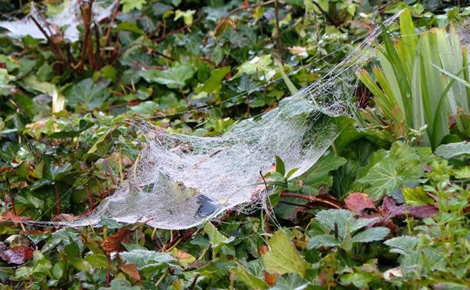 How To Id Spiders By Their Webs
