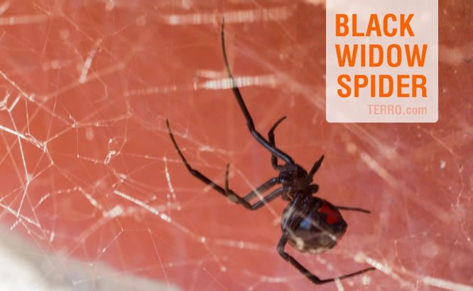 Do Black Widow Spiders Have Webs : Blog Houston S Ultimate Guide To The Southern Black Widow / The black widow spider is probably the most venomous spider in north america.