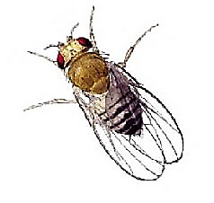 How To Deal With A Fruit Fly Problem In Your Home,Ashley Furniture Reviews 2020