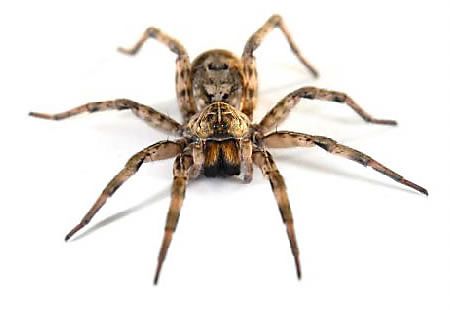 bulk spiders