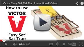VICTOR EASY SET RAT TRAP